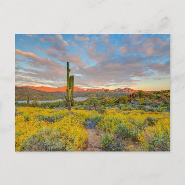 Sunset on Desert Landscape Postcard (Front)