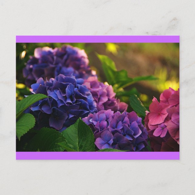 Sunset on Hydrangeas Postcard (Front)