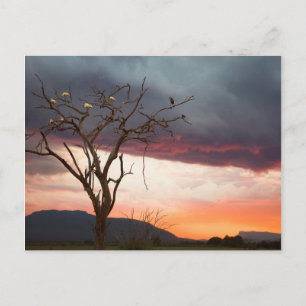 Sunset On Kandheri Swamp With African Spoonbills Postcard