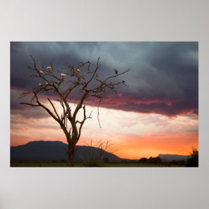 Sunset On Kandheri Swamp With African Spoonbills Poster