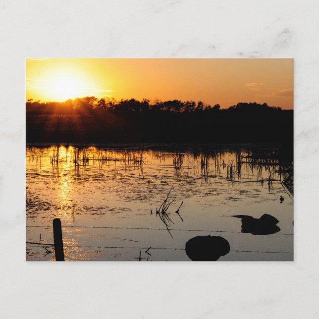 Sunset On Pond Postcard (Front)