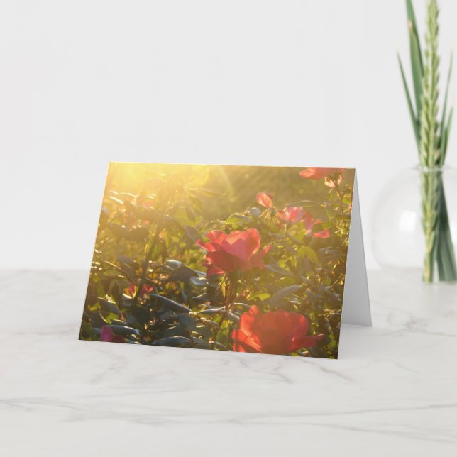 Sunset on Rose Bush All Occasions  Card (Front)