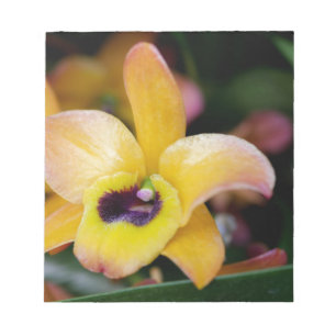 Sunset Orchid Notepad