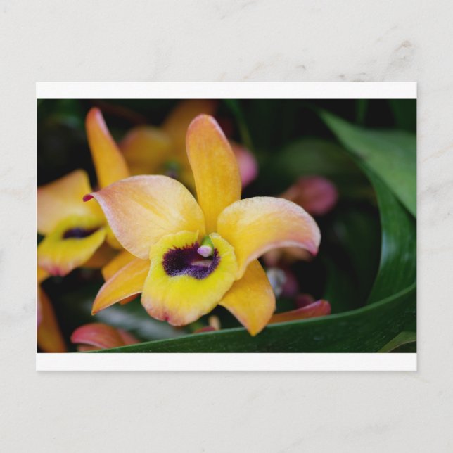 Sunset Orchid Postcard (Front)