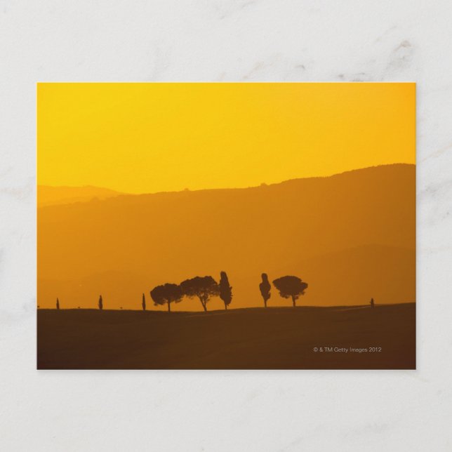 Sunset over cypress and pine trees in Val Postcard (Front)