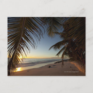 Sunset over Indian Ocean seen through palm Postcard