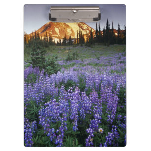 Sunset over Mt. Adams and a sub-alpine meadow Clipboard