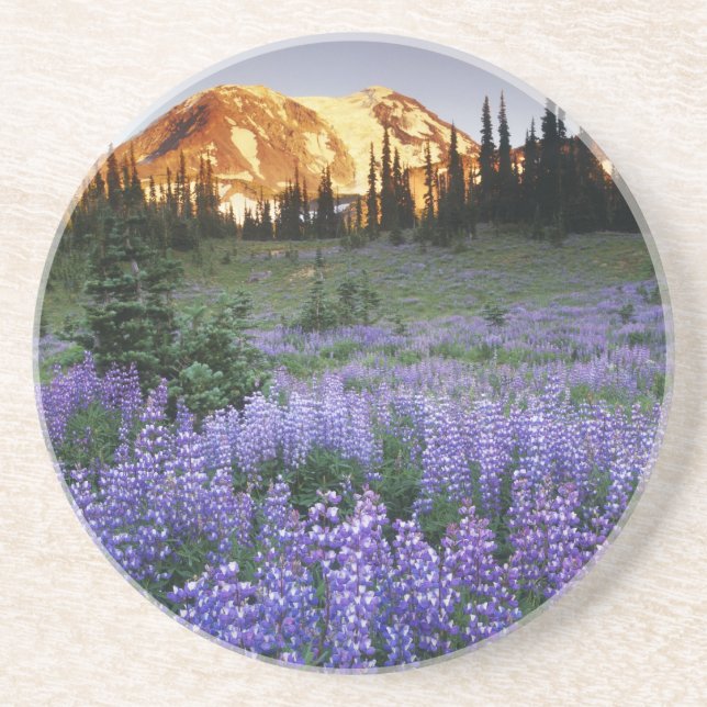 Sunset over Mt. Adams and a sub-alpine meadow Coaster (Front)