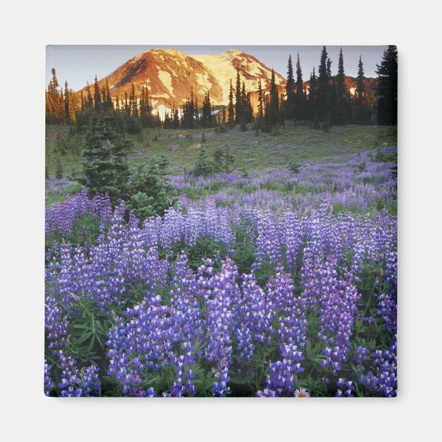 Sunset over Mt. Adams and a sub-alpine meadow Magnet (Front)