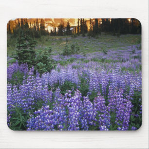 Sunset over Mt. Adams and a sub-alpine meadow Mouse Pad