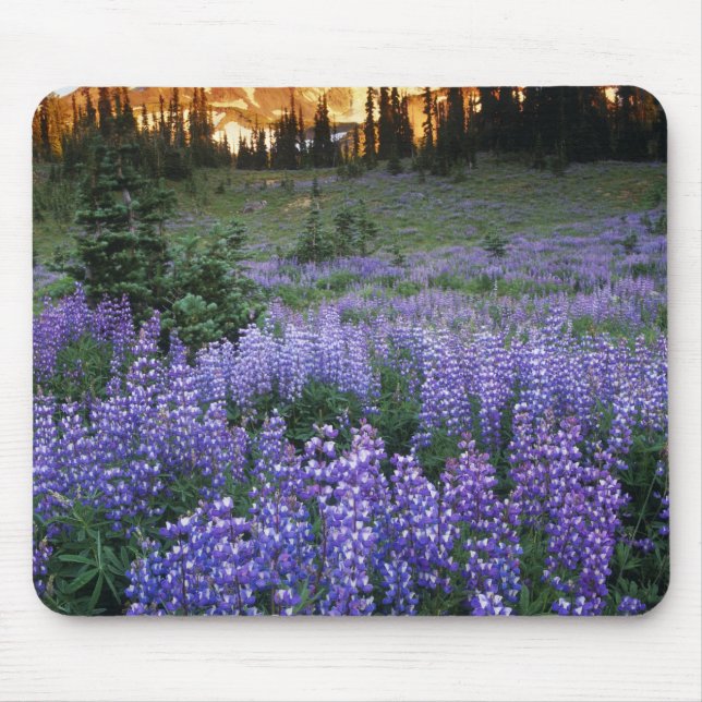 Sunset over Mt. Adams and a sub-alpine meadow Mouse Pad (Front)