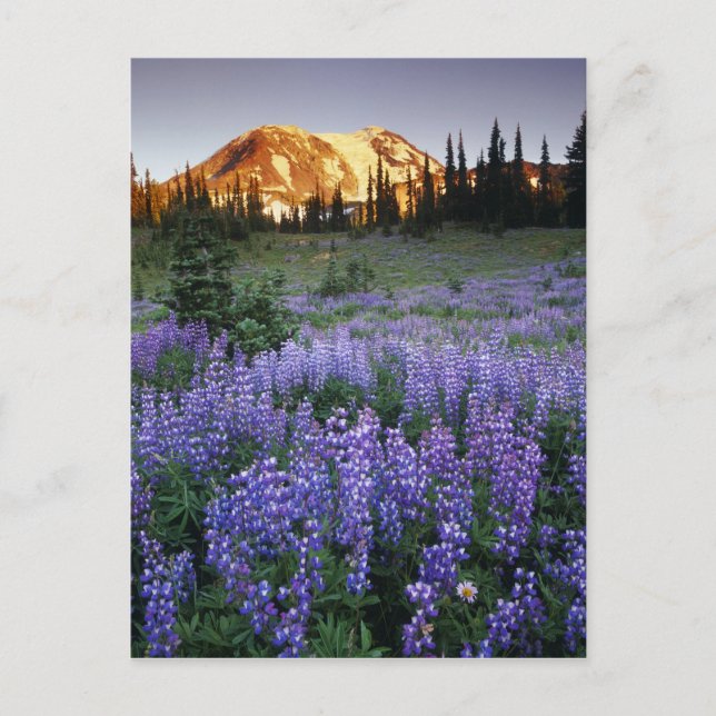 Sunset over Mt. Adams and a sub-alpine meadow Postcard (Front)