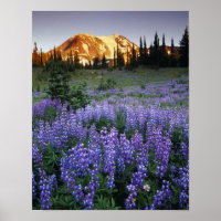Sunset over Mt. Adams and a sub-alpine meadow