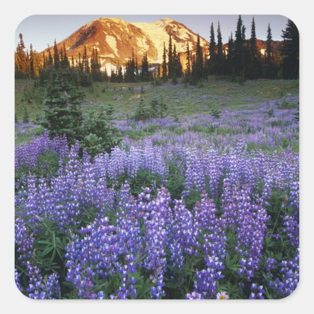 Sunset over Mt. Adams and a sub-alpine meadow Square Sticker (Front)