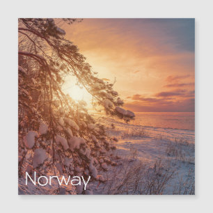 Sunset over sea and snowy pine tree