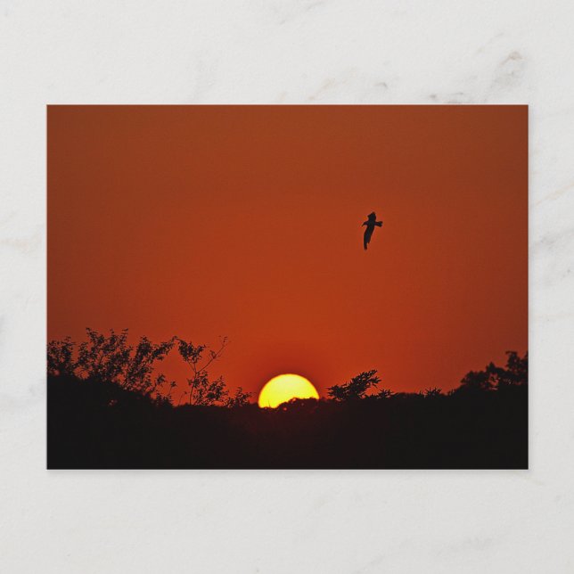 Sunset Over The Marsh Postcard (Front)