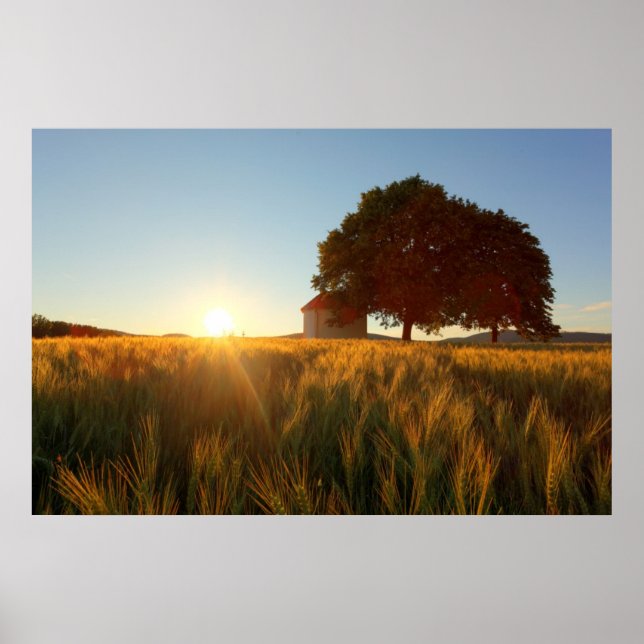 Sunset Over Wheat Field Poster (Front)