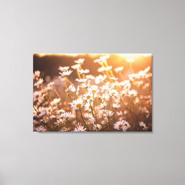 Sunset Oxeye Daisies Canvas Print (Front)