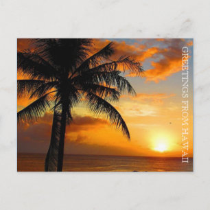 sunset palm greetings postcard