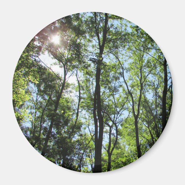 Sunset Peeking through the Trees Photo Magnet (Front)