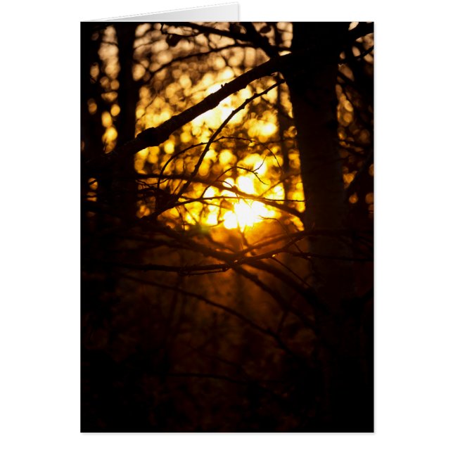 Sunset Poplars (Front)