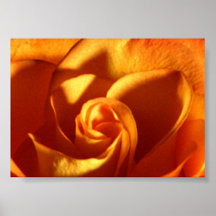 Sunset Rose Beautiful Nature Photography Poster