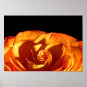 Sunset Rose Poster