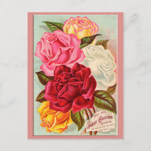 Sunset Roses Postcard