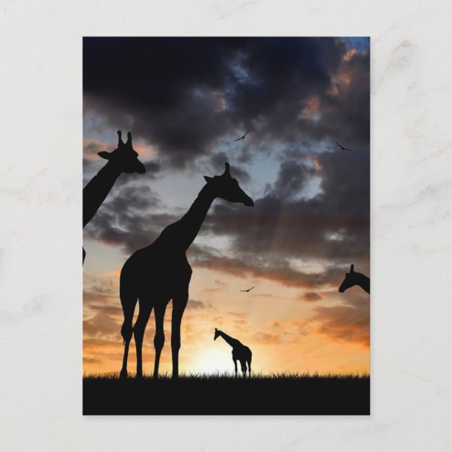 sunset safari wild animal giraffe silhouette postcard (Front)