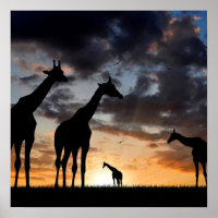 sunset safari wild animal giraffe silhouette