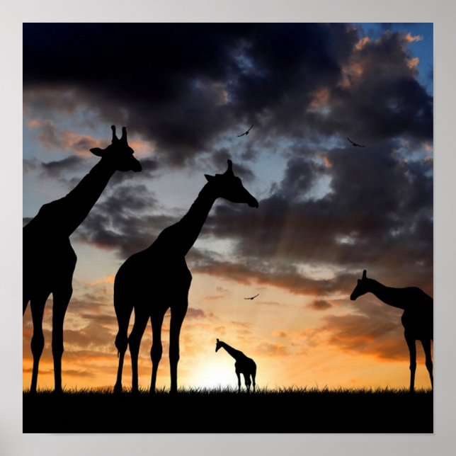 sunset safari wild animal giraffe silhouette poster (Front)