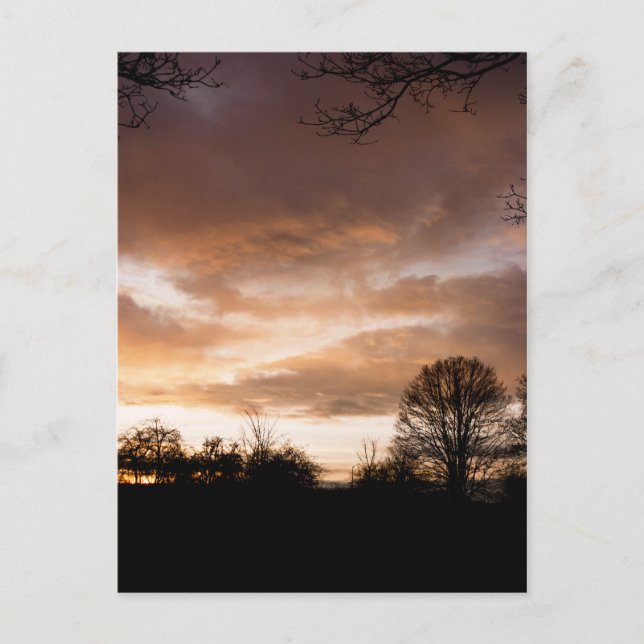 Sunset Silhouettes trees Postcard (Front)