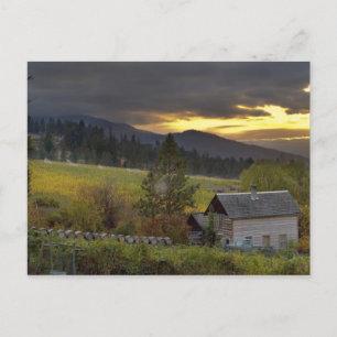 Sunset sky over vineyards and historic log cabin postcard