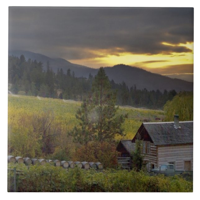 Sunset sky over vineyards and historic log cabin tile (Front)