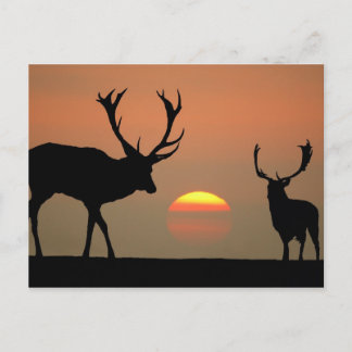 Sunset Stags Postcard