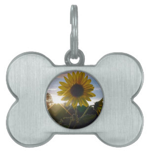 Sunset Sunflower Pet Tag