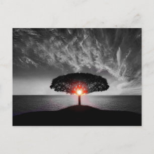  Sunset Sunrise Postcard