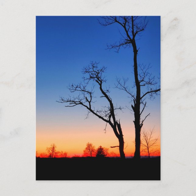 Sunset Through the Trees Postcard (Front)