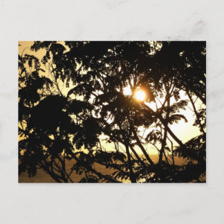 Sunset Through Trees I Tropical Photography Postcard