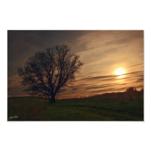 Sunset Tree Photo Print (Front)