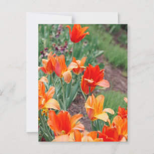 Sunset Tulips Postcard