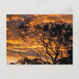 Sunset, Uluru-Kata Tjuta National Park, Postcard