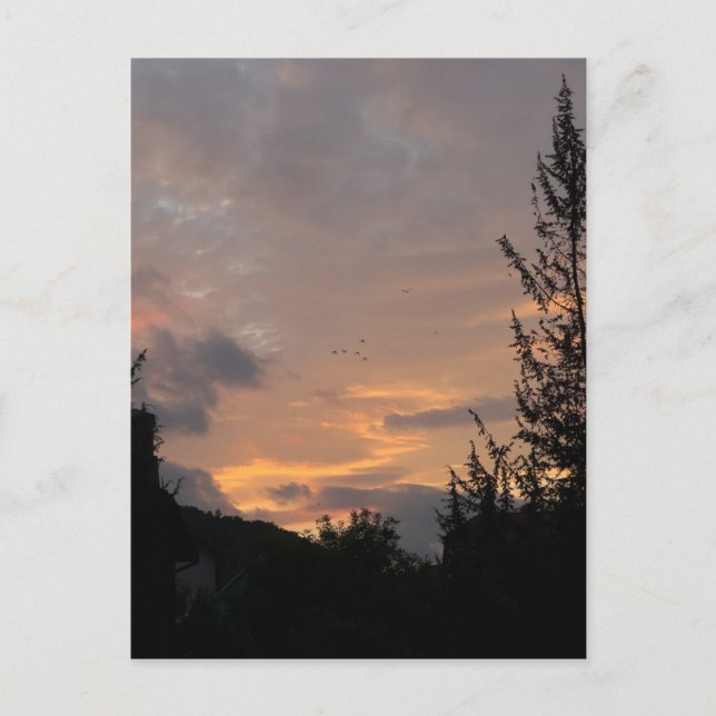 Sunset view with birds flying over trees, postcard (Front)