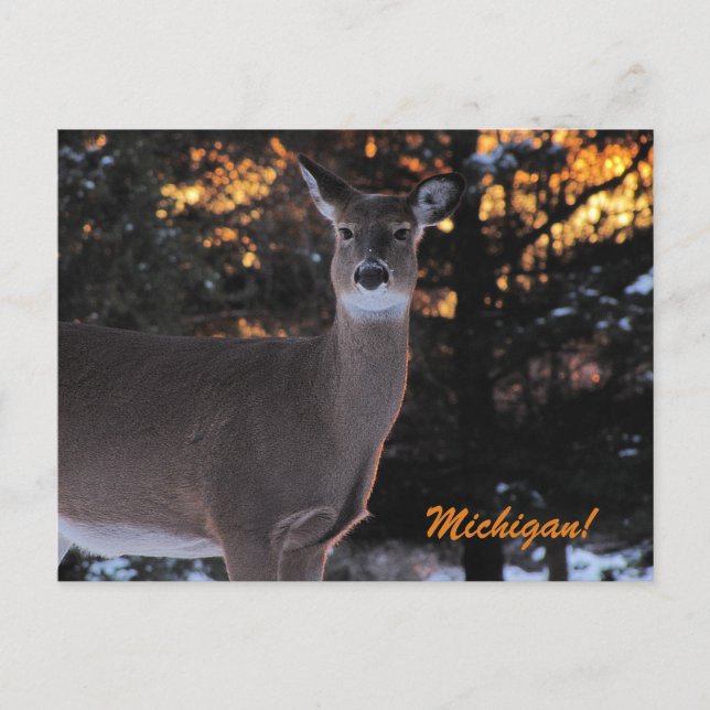 Sunset Whitetail Postcard (Front)