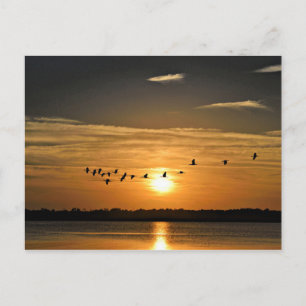 Sunset with Herons Flying Across the Sky Postcard