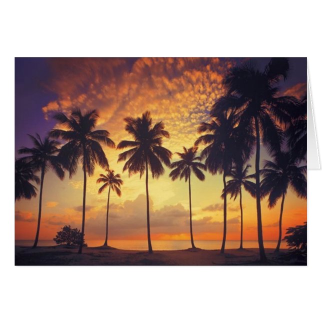 Sunsetpalm (Front Horizontal)