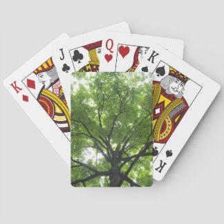 Sunshine Canopy Cards