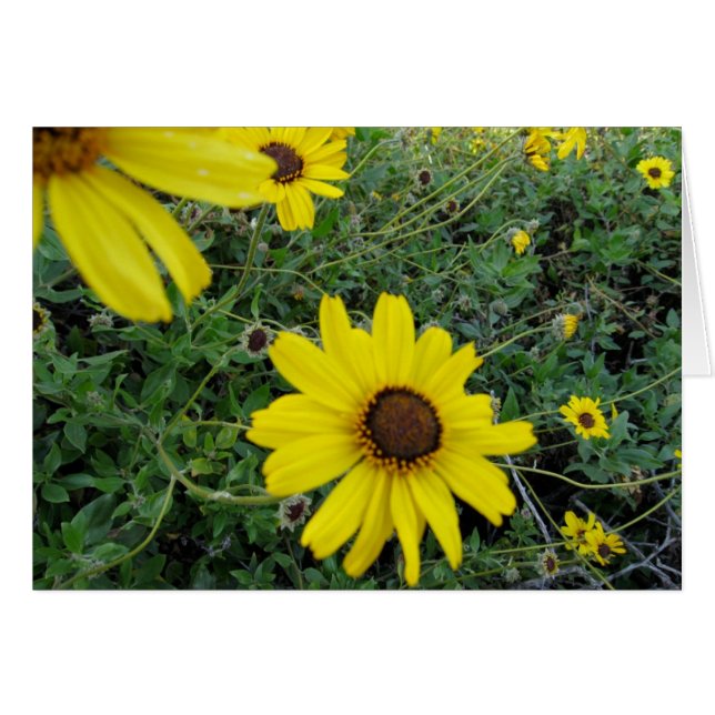 Sunshine Flowers (Front Horizontal)