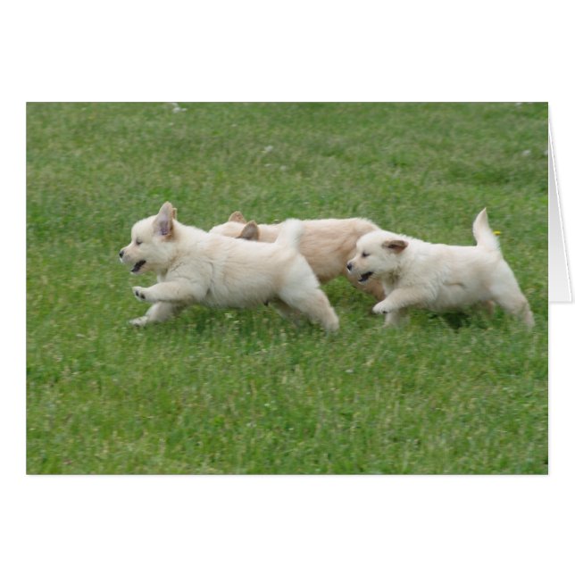 Sunshine Hill Puppies (Front Horizontal)