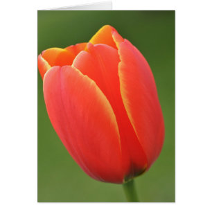 Sunshine in a Tulip